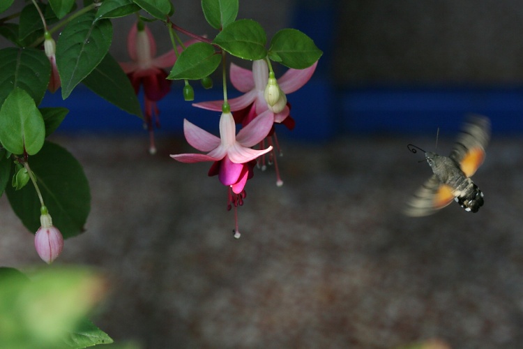 IMG_2494 ZOB9.jpg